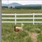 Popüler 3 Raylı 1.5m Kaynaklı Tel At Çiti Pvc Çiftliği Vinil Darbe Dayanımı