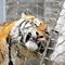 Zoo Mesh Çit Paslanmaz Çelik Halat Hasır Net Yüksek Mukavemet