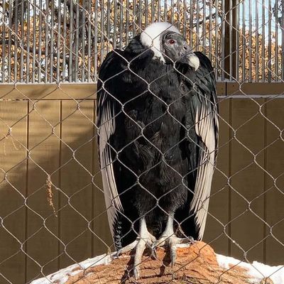 Elmas Esnek Paslanmaz Çelik Halat Kablo Mesh Zoo Mesh