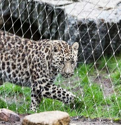 1.5mm 50mm Hole Stainless Steel 304 Cable Mesh for Animal Enclosures and Zoo Mesh