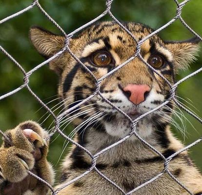 Elmas Esnek Paslanmaz Çelik Halat Kablo Mesh Zoo Mesh