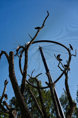 Kuşhane ve Hayvanat Bahçesi Ağı için 1.5mm/2mm/2.5mm Tel Çapı ve 25*25mm/30*30mm/50*50mm Örgü Açıklığına Sahip Dekoratif El Dokuması Paslanmaz Çelik Tel Halat Örgüsü