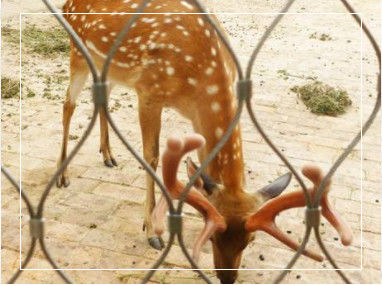 Korkuluk ve Hayvanat Bahçesi Kafesleri için Özelleştirilebilir Sınır Boyutlarına Sahip El Dokuması Esnek Paslanmaz Çelik Halat Örgüsü